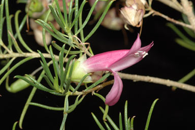 APII jpeg image of Eremophila alternifolia  © contact APII