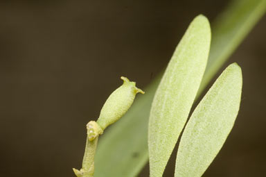 APII jpeg image of Notothixos cornifolius  © contact APII