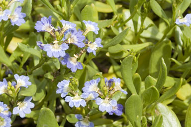 APII jpeg image of Scaevola calendulacea  © contact APII