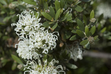 APII jpeg image of Grevillea humilis subsp. maritima  © contact APII