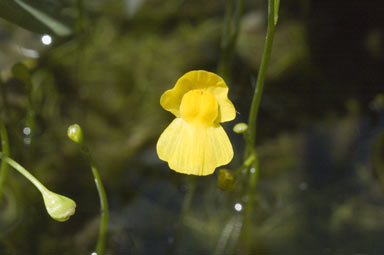 APII jpeg image of Utricularia gibba  © contact APII