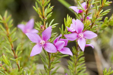 APII jpeg image of Boronia falcifolia  © contact APII