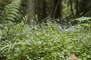 APII jpeg image of Lobelia trigonocaulis  © contact APII