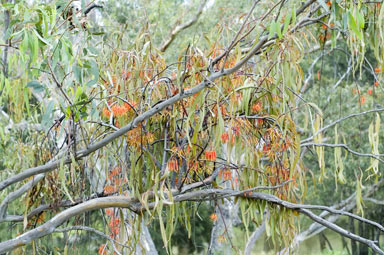 APII jpeg image of Amyema pendula subsp. longifolia  © contact APII