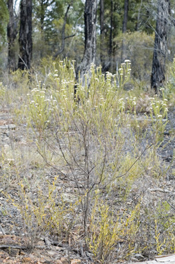 APII jpeg image of Ozothamnus diosmifolius  © contact APII