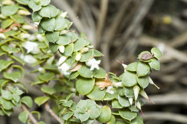 APII jpeg image of Leucopogon cordifolius  © contact APII