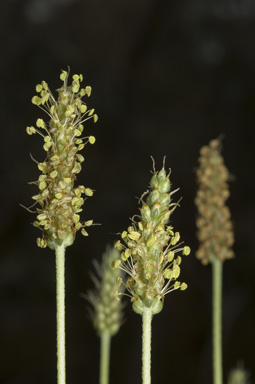 APII jpeg image of Plantago daltonii  © contact APII