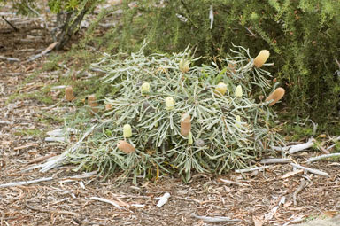 APII jpeg image of Banksia pilostylis  © contact APII