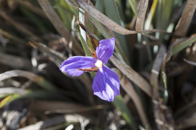 APII jpeg image of Patersonia sericea var. sericea  © contact APII