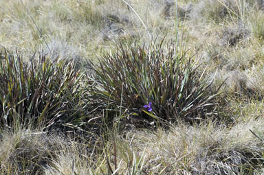 APII jpeg image of Patersonia sericea var. sericea  © contact APII