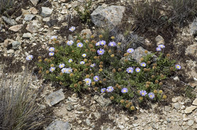 APII jpeg image of Calotis glandulosa  © contact APII