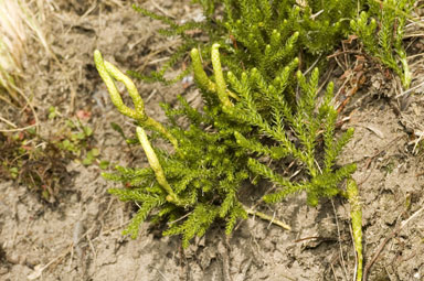 APII jpeg image of Lycopodium fastigiatum  © contact APII