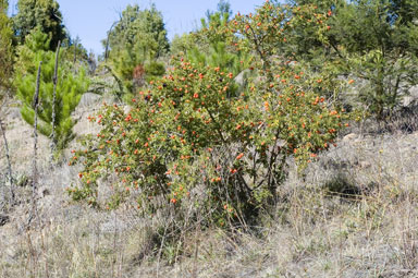 APII jpeg image of Rosa rubiginosa  © contact APII