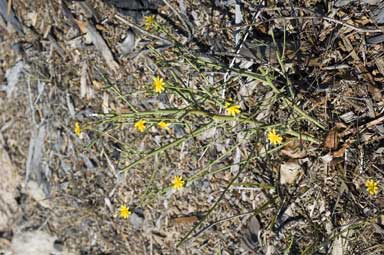 APII jpeg image of Chondrilla juncea  © contact APII