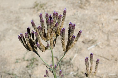 APII jpeg image of Verbena incompta  © contact APII