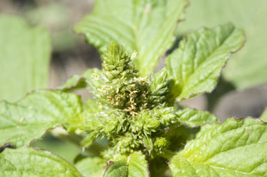 APII jpeg image of Amaranthus hybridus  © contact APII