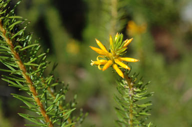 APII jpeg image of Persoonia acerosa  © contact APII