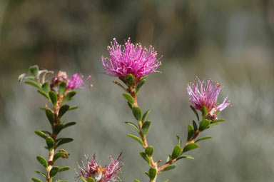 APII jpeg image of Melaleuca seriata  © contact APII