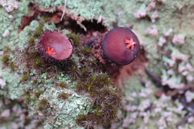 APII jpeg image of Calostoma fuscum  © contact APII