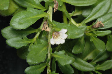 APII jpeg image of Scaevola hookeri  © contact APII