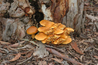 APII jpeg image of Armillaria  © contact APII