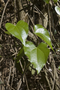 APII jpeg image of Sarcopetalum harveyanum  © contact APII