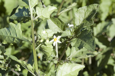 APII jpeg image of Solanum nigrum  © contact APII