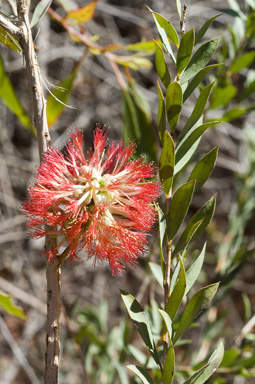 APII jpeg image of Melaleuca macronychia subsp. macronychia  © contact APII