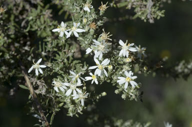 APII jpeg image of Olearia microphylla  © contact APII