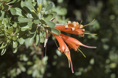 APII jpeg image of Lambertia inermis  © contact APII