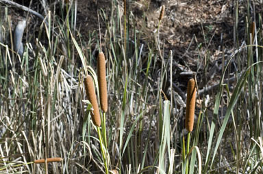 APII jpeg image of Typha orientalis  © contact APII