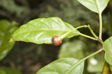 APII jpeg image of Solanum viridifolium  © contact APII