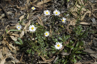 APII jpeg image of Brachyscome spathulata subsp. spathulata  © contact APII