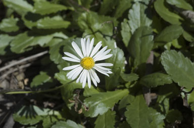 APII jpeg image of Brachyscome spathulata subsp. spathulata  © contact APII