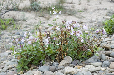 APII jpeg image of Saponaria officinalis  © contact APII