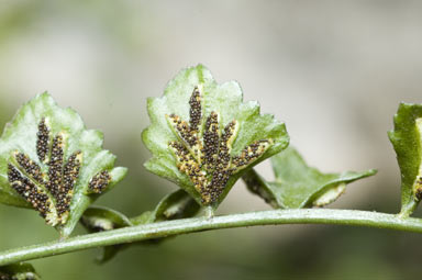 APII jpeg image of Asplenium flabellifolium  © contact APII