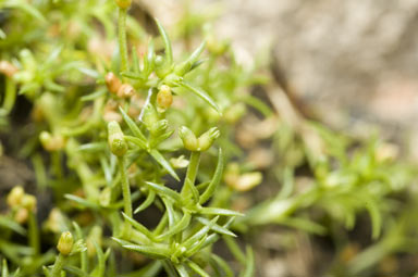 APII jpeg image of Scleranthus fasciculatus  © contact APII