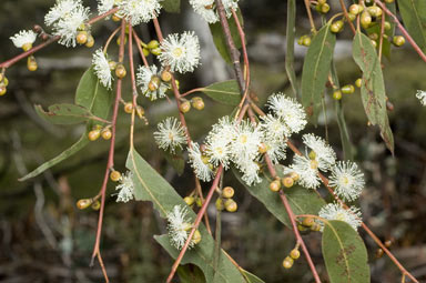 APII jpeg image of Eucalyptus dalrympleana subsp. dalrympleana  © contact APII