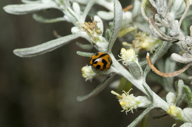 APII jpeg image of Olearia axillaris  © contact APII