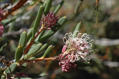 APII jpeg image of Hakea clavata  © contact APII