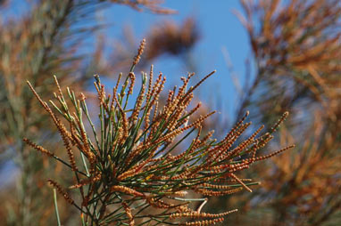 APII jpeg image of Allocasuarina rigida subsp. rigida  © contact APII