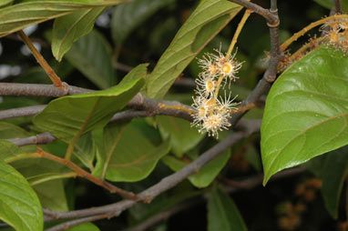 APII jpeg image of Prunus turneriana  © contact APII