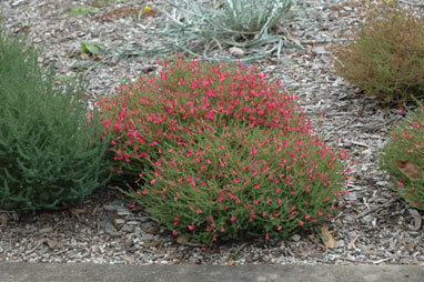 APII jpeg image of Lechenaultia formosa  © contact APII