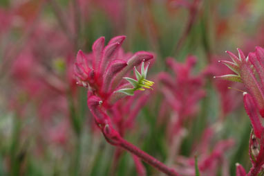 APII jpeg image of Anigozanthos 'Bush Pearl'  © contact APII