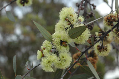 APII jpeg image of Eucalyptus desmondensis  © contact APII