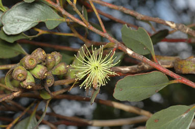 APII jpeg image of Eucalyptus platypus  © contact APII