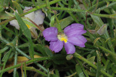 APII jpeg image of Scaevola phlebopetala  © contact APII