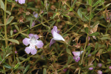 APII jpeg image of Hemigenia pedunculata  © contact APII