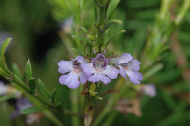 APII jpeg image of Hemigenia cuneifolia  © contact APII