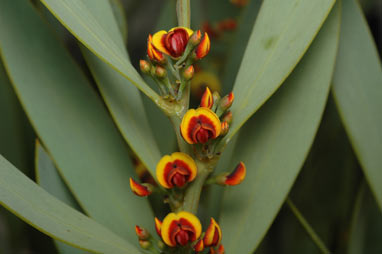 APII jpeg image of Daviesia daphnoides  © contact APII